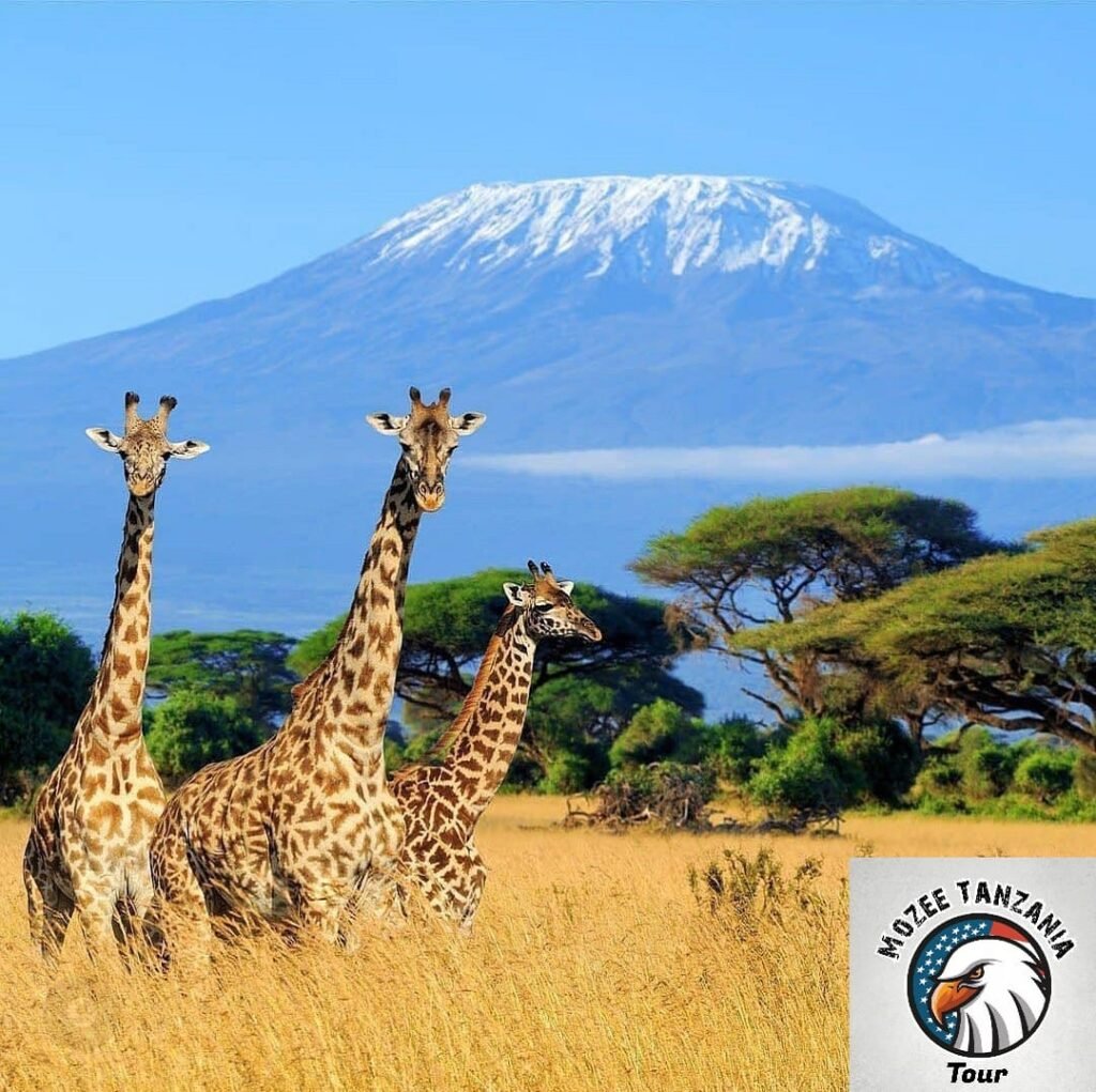 Kilimanjaro National Park