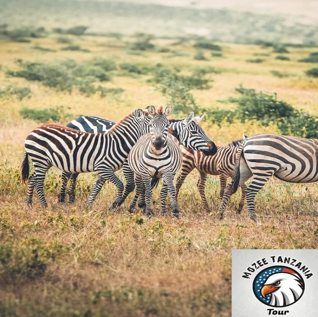 5 Days/ 4 Nights Safari Package