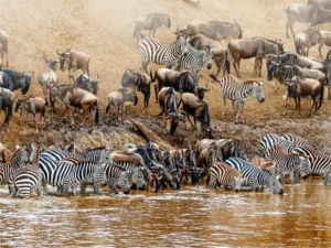 The Great Migrations